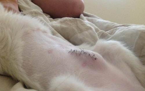 狗狗能吃樱桃肉吗?