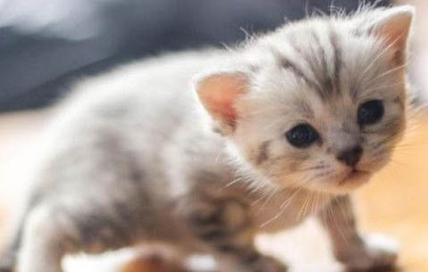 刚出生的小猫能不能洗澡?
