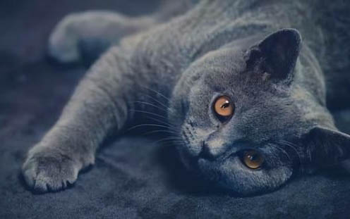 小猫不吃东西一直叫的原因
