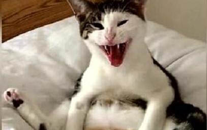 猫咪和狗为什么吃草呢
