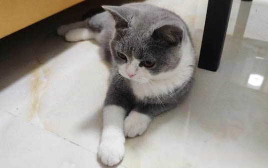 猫倒吸气一抽一抽的是咋回事