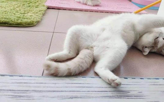 两个月小猫乱尿的原因