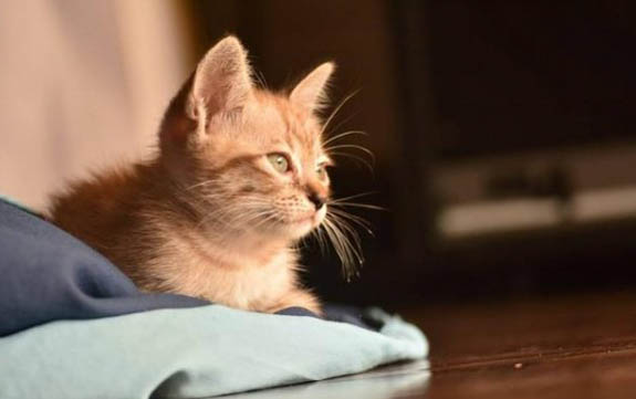 四个月的猫相当于人的多少岁