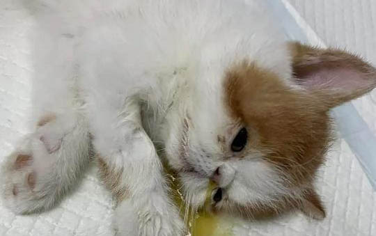 猫咪会因为什么不好相处的原因