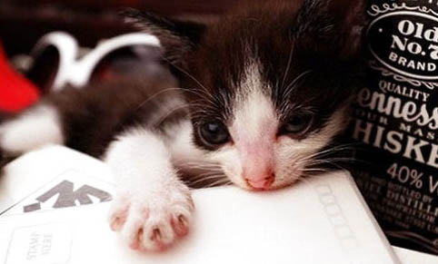 三个月大的猫咪可以吃苹果吗