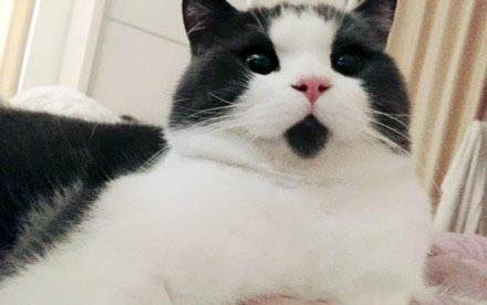 猫咪几岁算成年