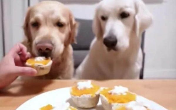 狗狗可以吃蛋黄吗