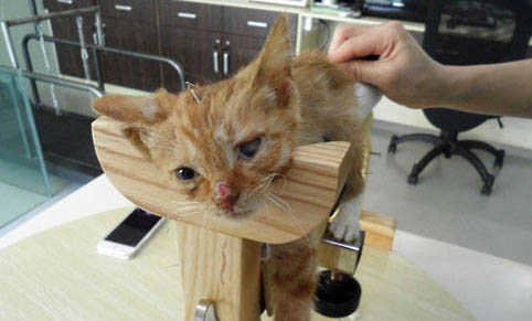 猫咪趴着不舒服的原因有哪些