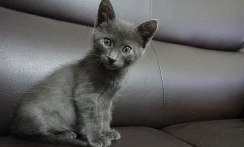 蓝猫的眼睛颜色是怎么变化的呢