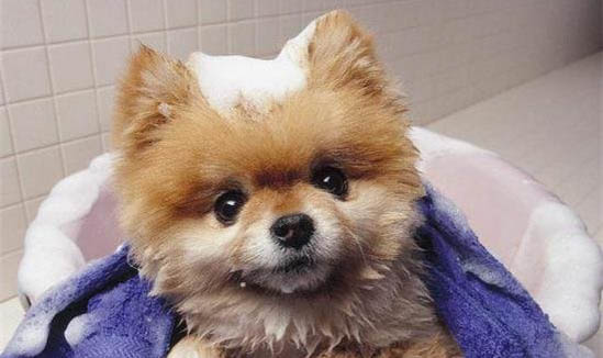 博美犬老是咳嗽卡卡怎么回事