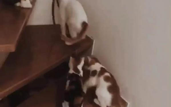 猫咪肚子咕咕叫拉稀