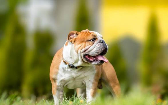 适合家养的大型犬有哪些？