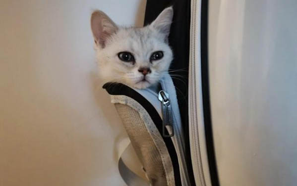 小猫三联什么时候打