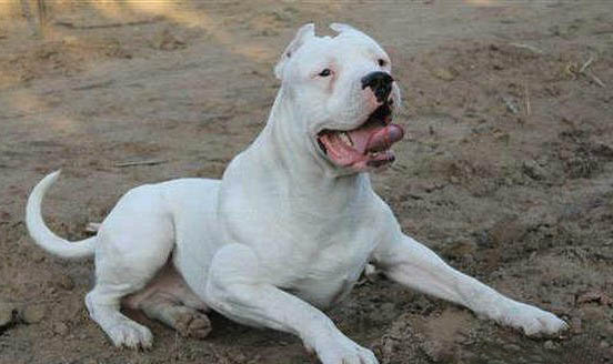 杜高犬可以养狗吗