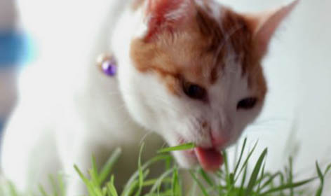猫咪对主人踩奶是什么意思
