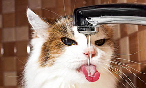 刚到新家的猫咪为什么一直叫呢?