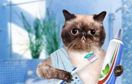 猫猫兔怀孕多久生产