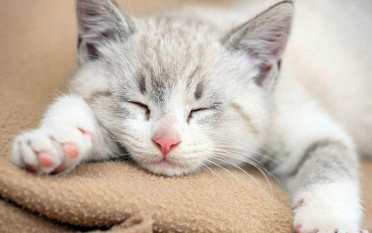 刚出生的小猫咪多长时间可以断奶