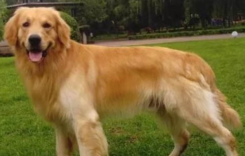 金毛寻回犬呕吐不吃东西的原因及处理方法