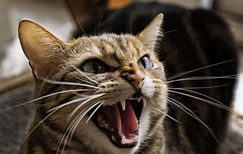 猫咪是怎么繁殖的