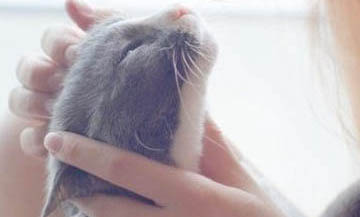 猫咪为什么吃到虾皮啊