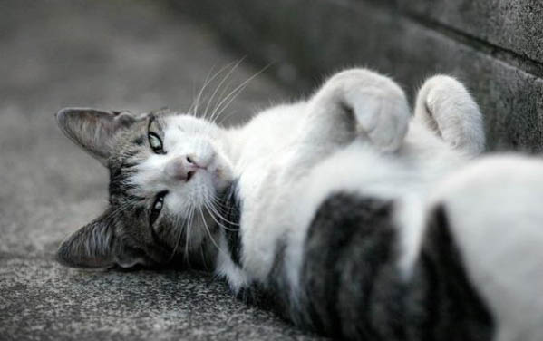 小猫脐带剪了要打结吗