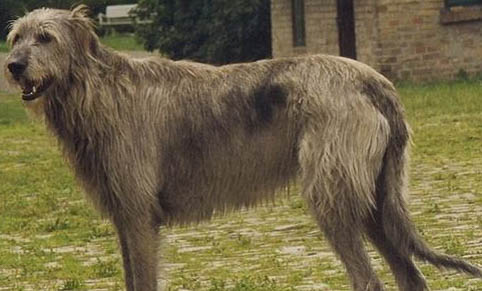 犬类品种大全大型犬