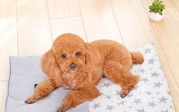 狗生死胎的四种原因及处理方法