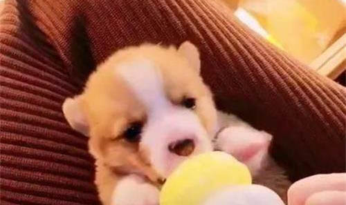 狗狗能吃猫的营养膏吗
