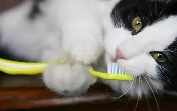 猫咪能吃提子吗