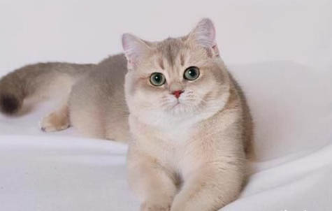 英短和蓝猫是一个品种吗