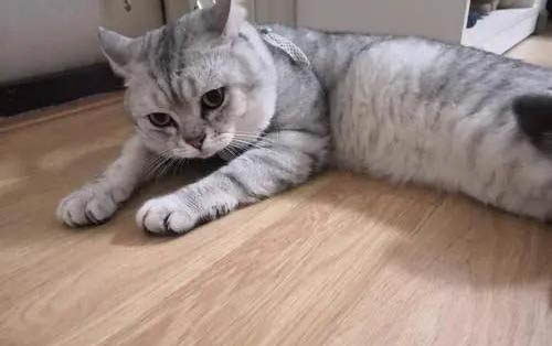 公猫尿频每次尿几滴精神状态很好