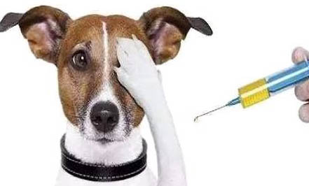 猫会感染狂犬病吗