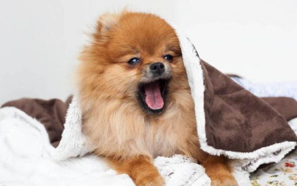 如何饲养博美犬狗粮呢