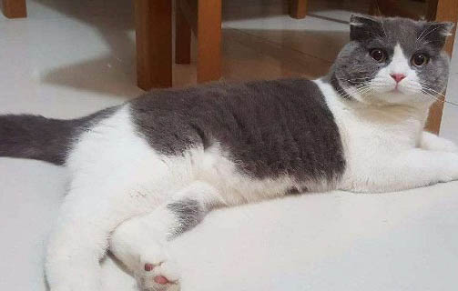 请问猫咪呕吐的原因及处理方法？