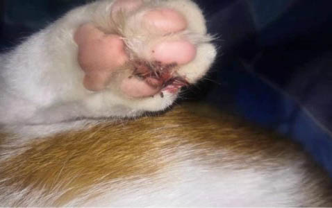 猫一天配了10几次正常吗？对猫咪有伤害吗