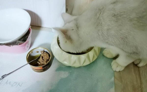 怎么让猫知道自己错了