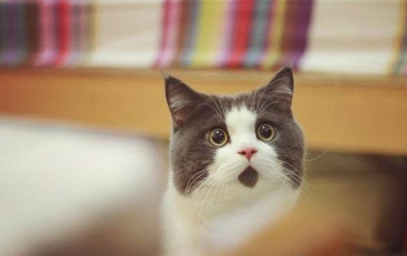 猫咪打喷嚏咋回事