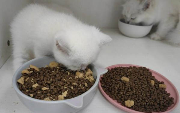 猫咪生气了怎么办