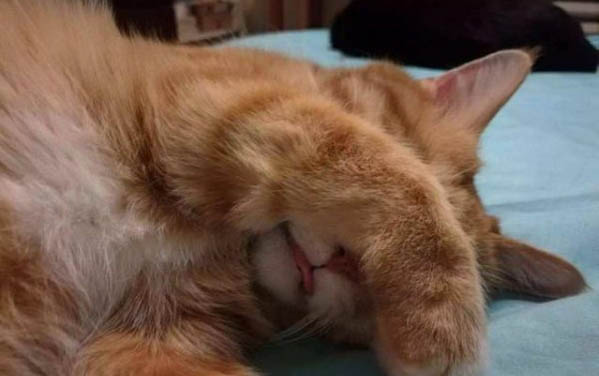 艾草对猫咪有没有坏处？