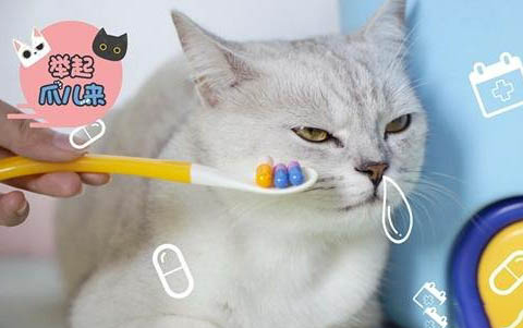 一个月的小猫咪可以吃西瓜吗