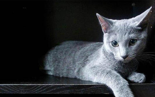 母猫怀孕期间的注意事项有哪些？