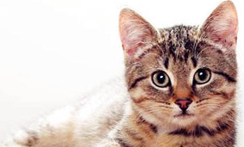 猫咪吃了化毛膏呕吐正常吗