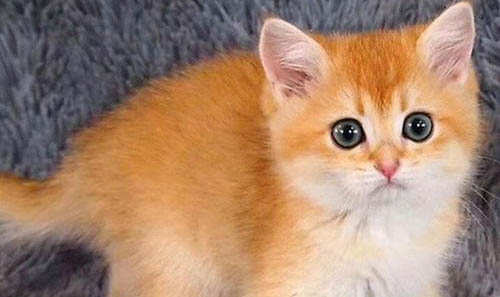 猫咪现在这种粘人的表现是不是发情了