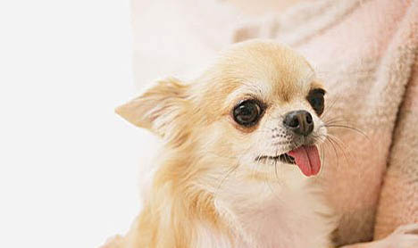 吉娃娃犬为啥喜欢咳嗽怎么办