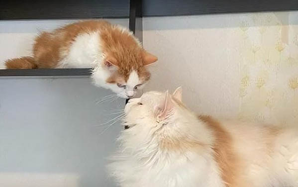 怎么判断小猫有没有怀孕