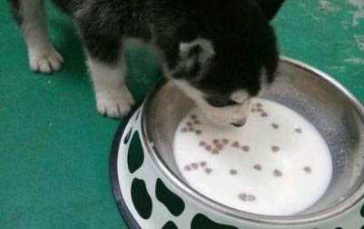 狗狗乳房硬块如何消除