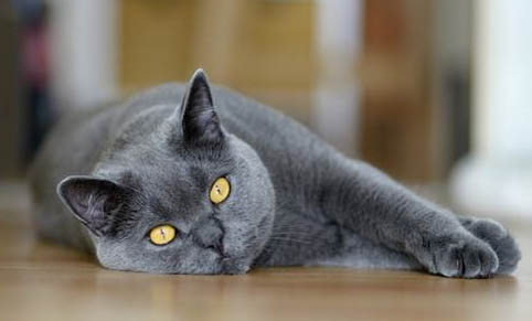 猫增肥发腮吃什么