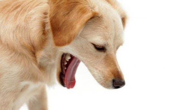 狗狗前列腺炎怎么治疗