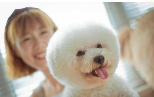 为什么养比熊的人少,比较贪吃清理麻烦还容易患病